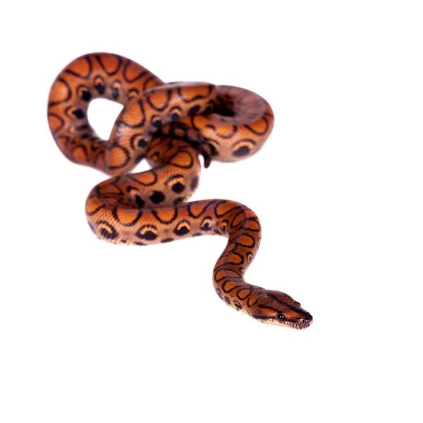 The rainbow boa or slender boa on white — Stock Photo, Image