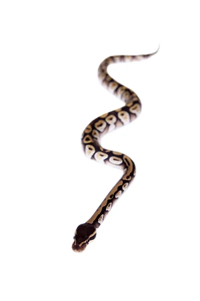 Královská Python, nebo míč Python na bílém pozadí — Stock fotografie