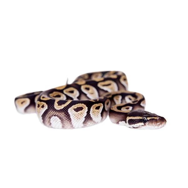 Koninklijke Python, of bal Python op wit — Stockfoto