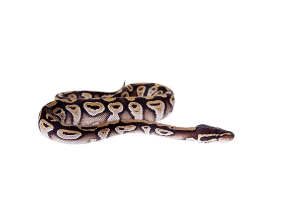Royal Python lub Python piłkę na biały — Zdjęcie stockowe