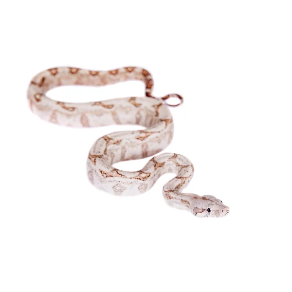 白色背景上常见的蟒蛇 — 图库照片