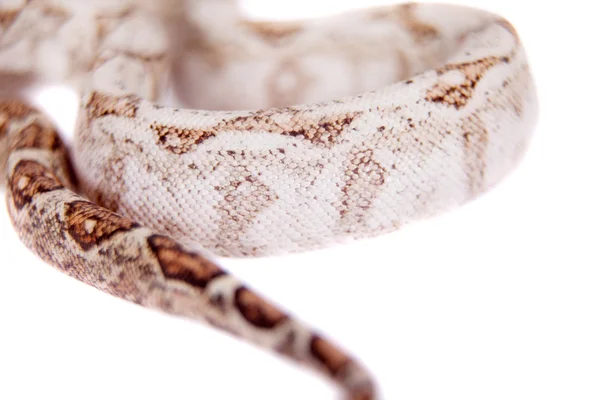 The common boa on white background — Stock Photo, Image