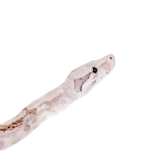 The common boa on white background — Stock Photo, Image