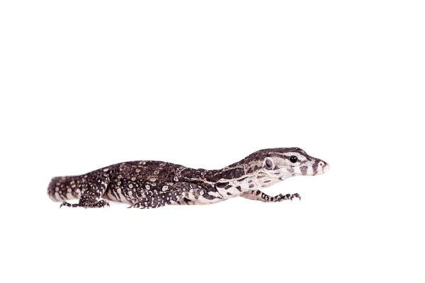 Timor Monitor Lizard, Varanus timorensis, sobre branco — Fotografia de Stock