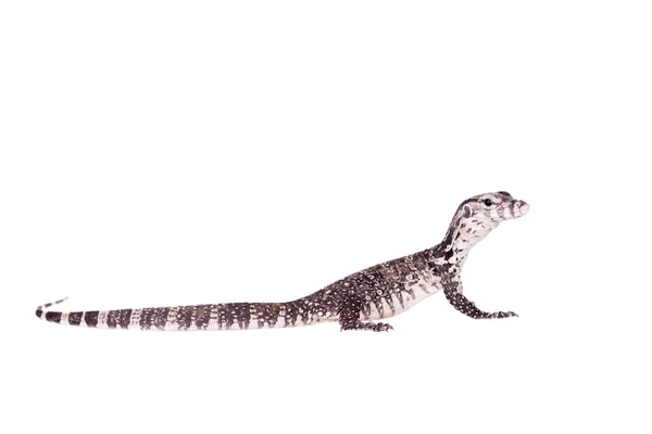 -Timor Monitor Lizard, Varanus timorensis, op wit — Stockfoto