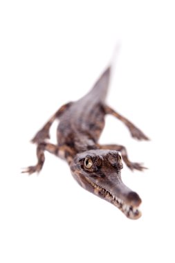 Yanlış gharial, Tomistoma schlegelii, beyaz