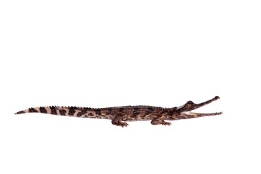 Yanlış gharial, Tomistoma schlegelii, beyaz