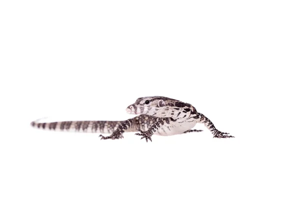 Timor Monitor Lizard, Varanus timorensis, sobre branco — Fotografia de Stock