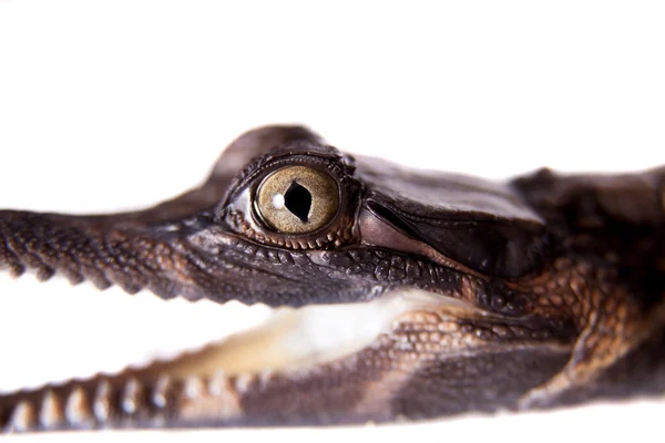 O falso gharial, Tomistoma schlegelii, em branco — Fotografia de Stock