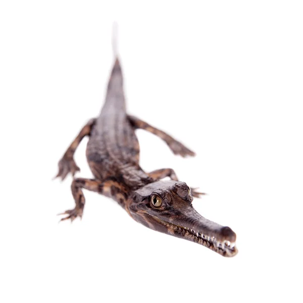 Yanlış gharial, Tomistoma schlegelii, beyaz — Stok fotoğraf