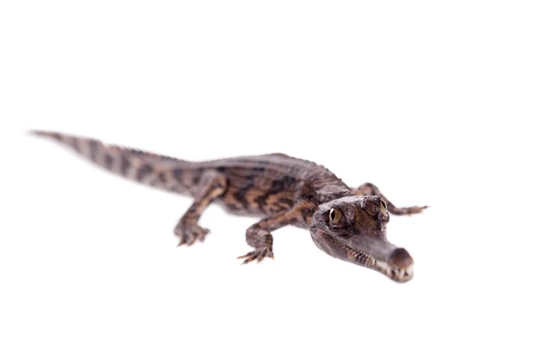 De valse gaviaal, Tomistoma schlegelii, op wit — Stockfoto