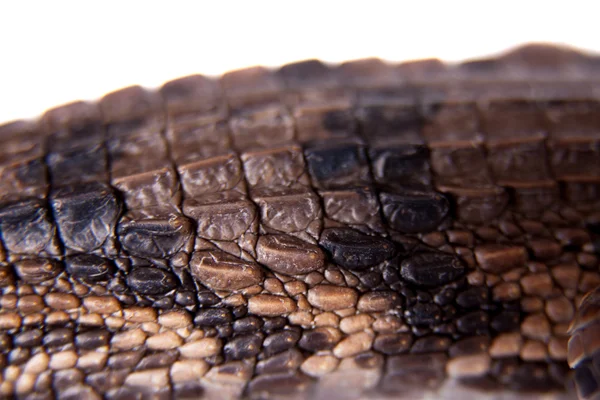 De valse gaviaal, Tomistoma schlegelii, op wit — Stockfoto