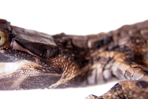 Krokodyl gawialowy, rogata Tomistoma, biały — Zdjęcie stockowe