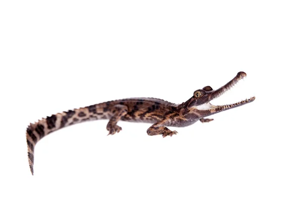 El falso gharial, Tomistoma schlegelii, sobre blanco — Foto de Stock