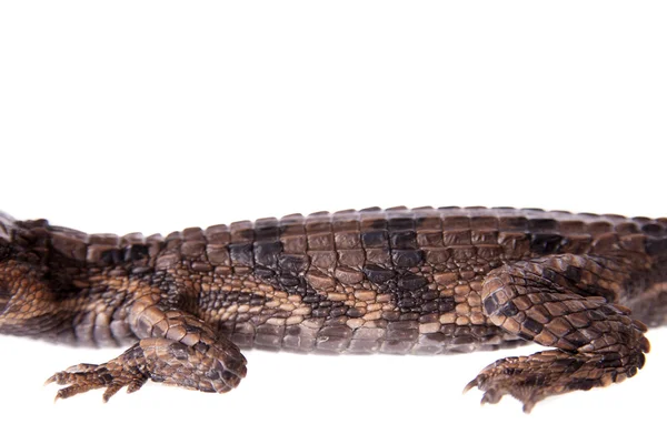 O falso gharial, Tomistoma schlegelii, em branco — Fotografia de Stock