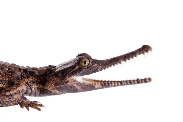 El falso gharial, Tomistoma schlegelii, sobre blanco — Foto de Stock