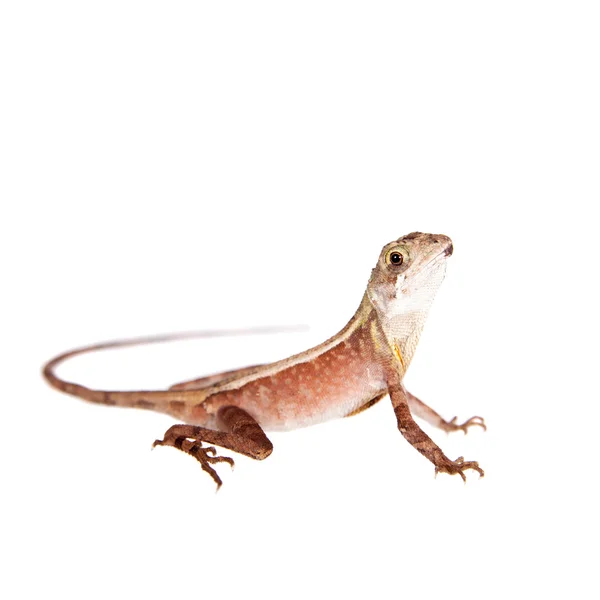 The Brown-patched Kangaroo lizard on white — Stock Photo, Image