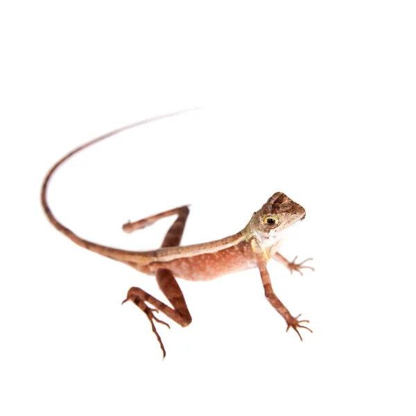 The Brown-patched Kangaroo lizard on white — Stock Photo, Image