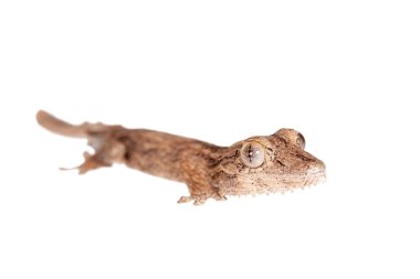 Yaprak parmaklı gecko, uroplatus, beyaz üzerine bilinmeyen