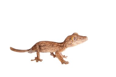 Yaprak parmaklı gecko, uroplatus, beyaz üzerine bilinmeyen