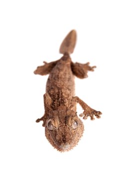 Yaprak parmaklı gecko, uroplatus, beyaz üzerine bilinmeyen