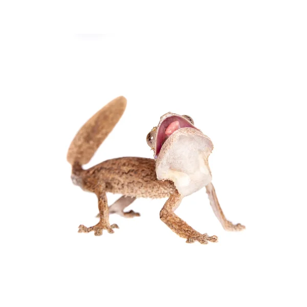 Liść toed gecko, nieznana wymieniony, biały — Zdjęcie stockowe