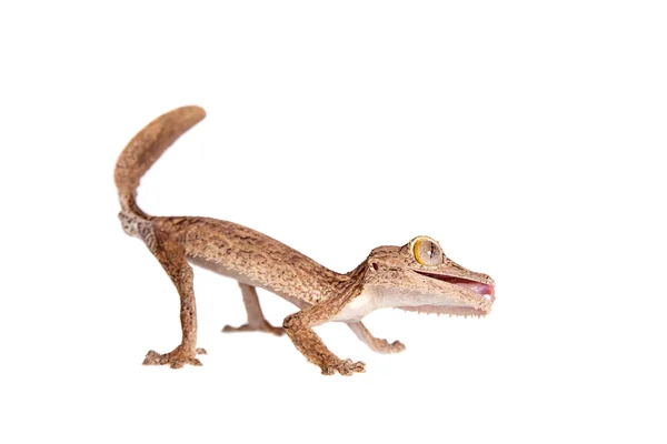 Yaprak parmaklı gecko, uroplatus, beyaz üzerine bilinmeyen — Stok fotoğraf