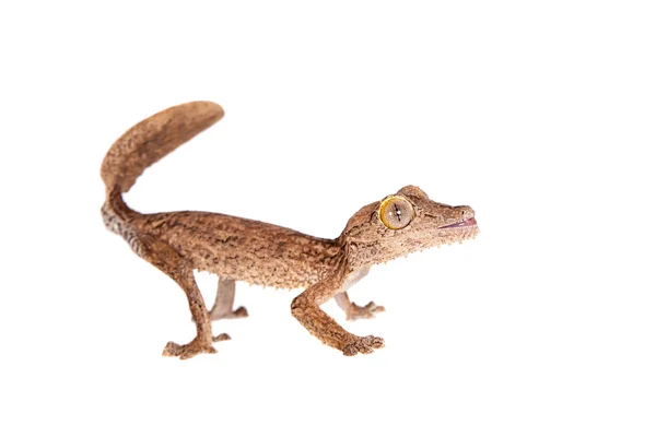 Leaf-toed gecko, unknow uroplatus, på vitt — Stockfoto