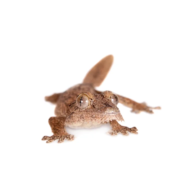 Blattgecko, unbekannter Uroplatus, auf weißem Grund — Stockfoto