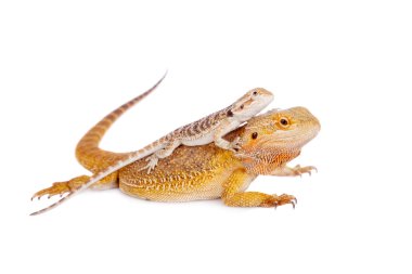 Kırmızı sakallı Ejder sırtında bebekle