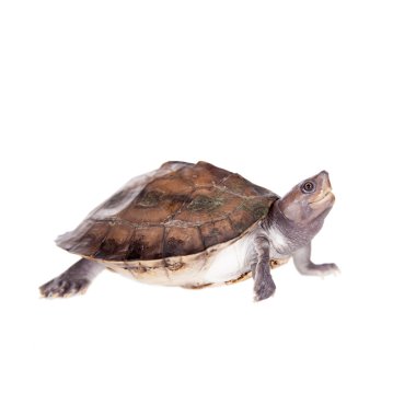 Boyalı nehir terrapin beyaz arka plan üzerinde.