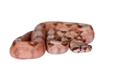 Beyaz arka plan üzerinde ortak boa