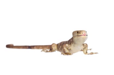 Solomon Adaları skink beyaz
