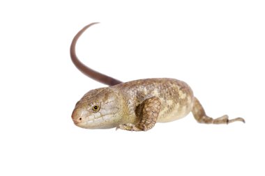 Solomon Adaları skink beyaz