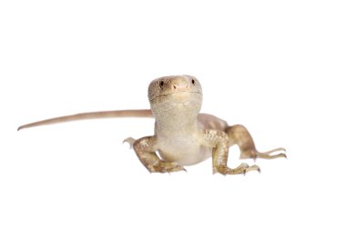 Solomon Adaları skink beyaz