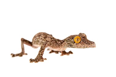 Yaprak kuyruklu Gecko, uroplatus sameiti beyaz