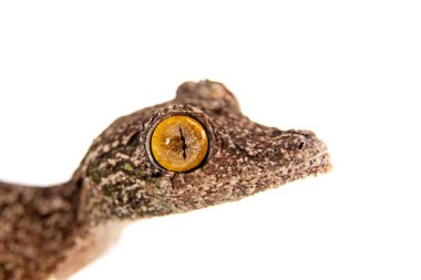 Yaprak kuyruklu Gecko, uroplatus sameiti beyaz