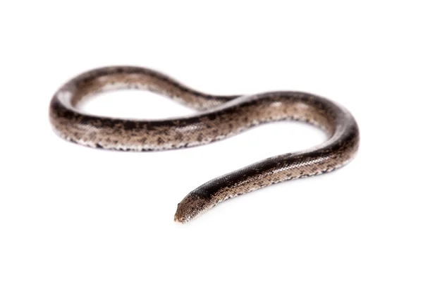 A areia anã nogai boa em branco — Fotografia de Stock