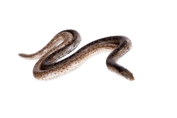 Deux boas de sable nain sur blanc — Photo