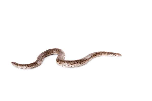 在白色矮砂蟒蛇 — 图库照片