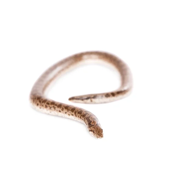 The dwarf sand boa on white — Stock Photo, Image