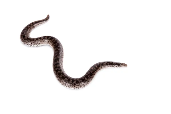 诺盖矮砂蟒蛇在白色 — 图库照片