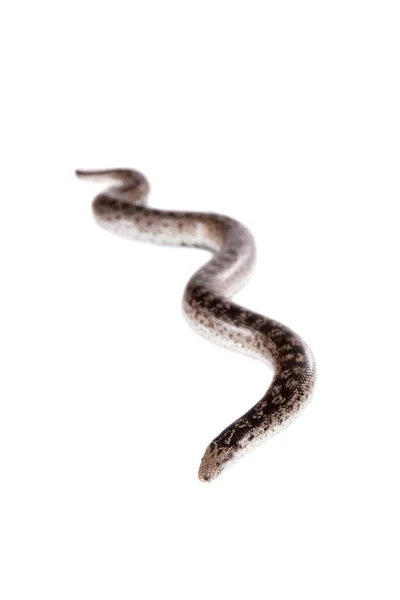 The nogai dwarf sand boa on white — Stock Photo, Image