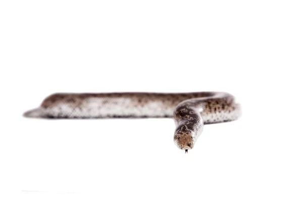 The nogai dwarf sand boa on white — Stock Photo, Image