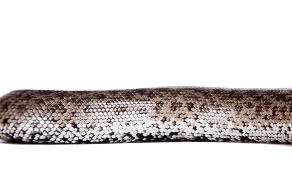 Ногай карликовый песок боа на белом — стоковое фото