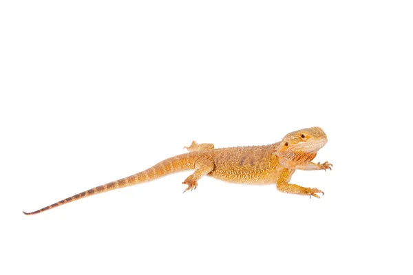 Dragão barbudo vermelho, Pogona vitticeps, em branco — Fotografia de Stock