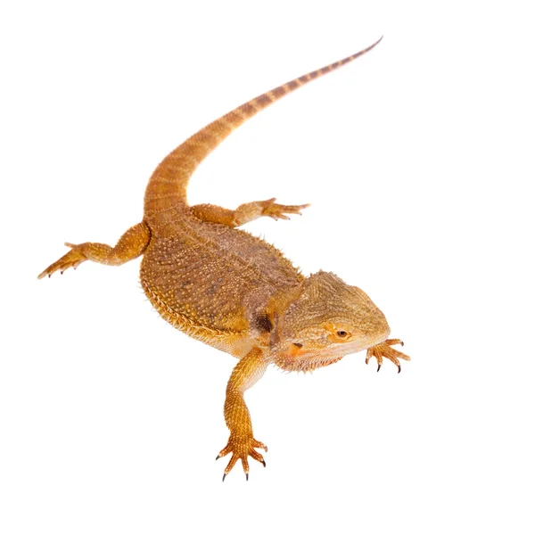 Drago barbuto rosso, Pogona vitticeps, su bianco — Foto Stock