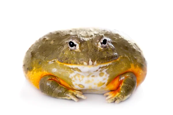 Il bullfrog africano su bianco — Foto Stock