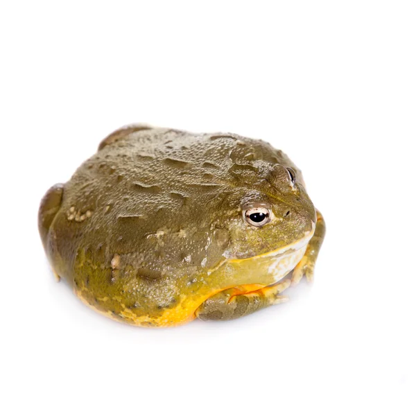 De Afrikaanse bullfrog op wit — Stockfoto