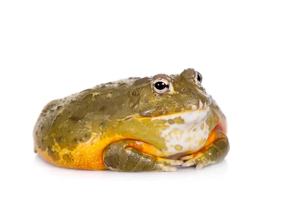 The African bullfrog on white — Stock Photo, Image